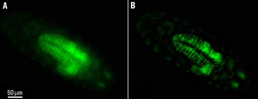 图1：A）原始宽场图像和B）果蝇胚胎中钙瞬变的THUNDER图像。图片来自Arnaldo Carreira-Rosario博士以及美国加利福尼亚州的Clandinin实验室。