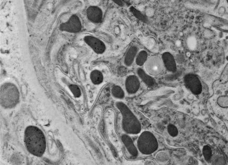 图7：大鼠肾脏。感谢德国汉堡大学L. Edelmann提供的图片。