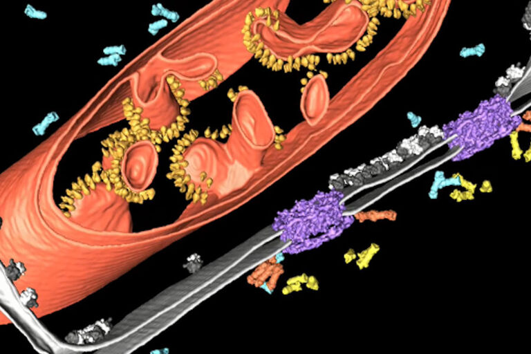 低温电子断层扫描片段，显示细胞核周围的原生细胞环境。蛋白酶体在两个不同部位（橙色：膜系蛋白酶体，黄色：篮系蛋白酶体，蓝色：游离蛋白酶体）系在核孔复合体（紫色）上。图中还显示了核包膜（灰色）、核糖体（黑/白）和线粒体（红色，带有一排排黄色的 ATP 合成酶）。