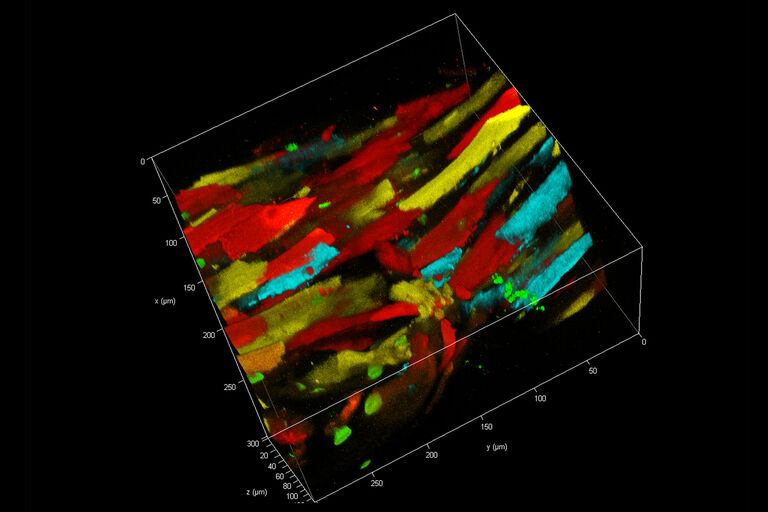活小鼠大脑皮层的神经元（GFP，绿色）和小胶质细胞（YFP，黄色）带有遗传标记，星形胶质细胞通过磺酰罗丹明（蓝色）标记，在尾静脉中注射 Alexa680-Dextran 将血管染色（红色）。 整体约 250 x 250 x 250 µm。 样本由德国神经退行性疾病研究中心光学显微镜设备部门（德国波恩）提供。