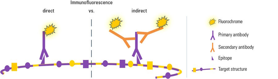 有两种方法通过免疫荧光显示靶向结构： 在两种变体中，一种特异的一抗用于识别靶分子上的特定表位。