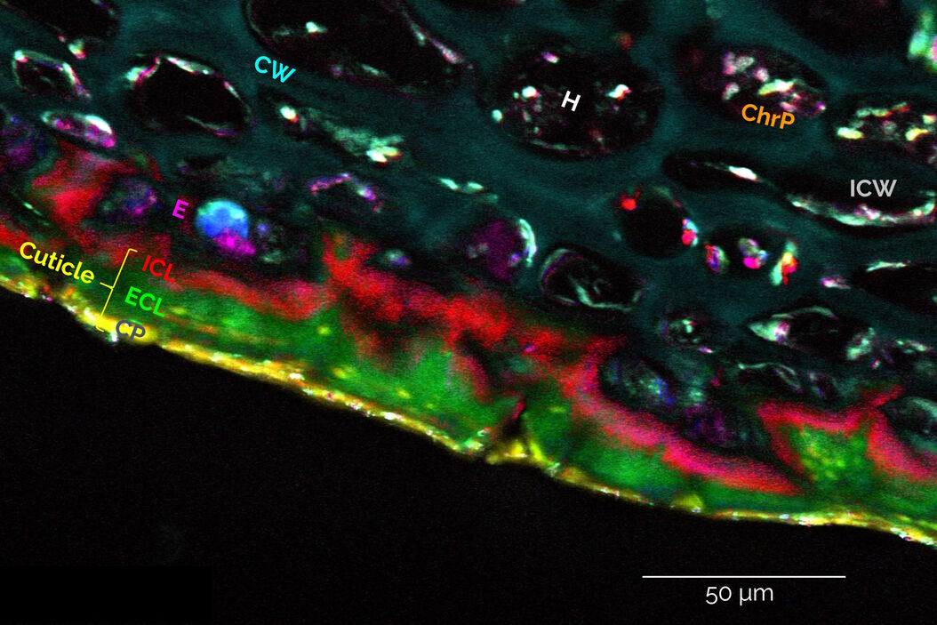 An 8-color spectral unmixing result from a hyperspectral SRS (stimulated Raman scattering) dataset, showing the biochemically distinct structures of a fresh, untreated apple slice. 8-color_spectral_unmixing_result_of_hyperspectral_SRS_dataset_of_apple_slice.jpg