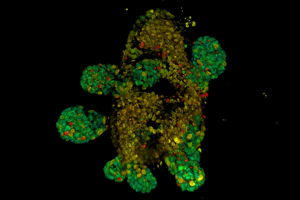  Accessing_the_metabolic_information_of_stem_cells_teaser.jpg