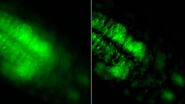 [Translate to chinese:] Raw widefield and THUNDER image of calcium transients in Drosophila embryos. Courtesy A. Carreira-Rosario, Clandinin laboratory, California, USA.