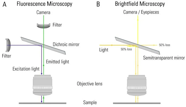 Diagram comparing the light paths through a microscope’s optics for fluorescence (A) and brightfield (B) microscopy.