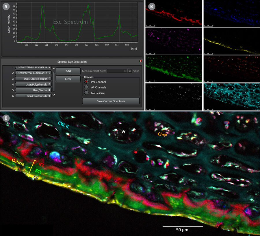 Figure 4: (A) Illustration of the Spectral Dye Separation user interface. (B) Example result showing 8-color separation of a hyperspectral data set from an apple slice. (C) Overlay of the 8 colors.