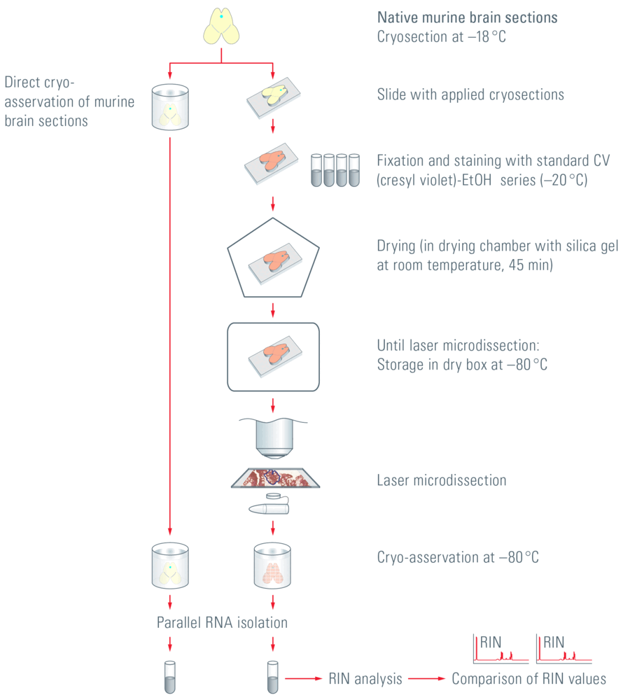 Treatment of murine-brain tissue samples from cryosection through laser microdissection to RIN analysis.