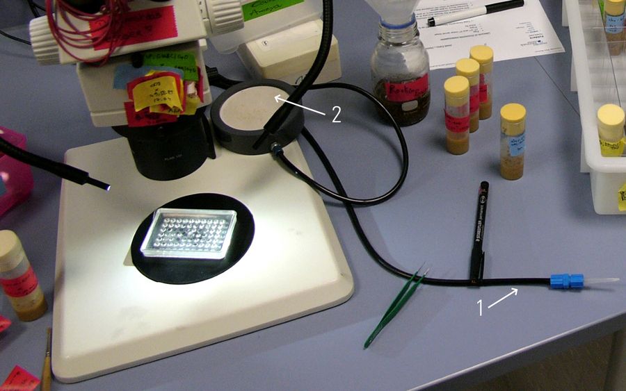 使用徕卡体视显微镜进行的果蝇推检，用二氧化碳（CO2）管麻醉果蝇（1），用二氧化碳垫保持果蝇在分拣过程中处于麻醉状态（2）。奥地利维也纳大学神经生物学系 T. Hummel 提供。