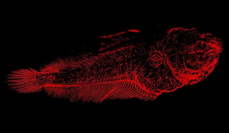 Solea senegalensis 幼虫神经系统，6 个区域 x 33 个平面的瓦片扫描的最大投影。使用惠更斯专业版进行解卷积后，在 LAS X 中进行视差校正和平铺。葡萄牙阿尔加维大学海洋科学中心（CCMAR）Marco A. Campinho 博士提供。
