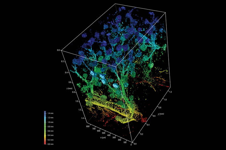 State-of-the-art tissue-clearing methods provide subcellular-level optical access to intact tissues from individual organs. This image shows a cleared mouse kidney sample acquired using the 16x multi-immersion objective. Illumination was performed using 730 nm. Courtesy of Prof Gretz, University of Mannheim, Germany.