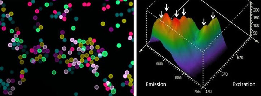 With the pulsed tunable white source of the Leica TCS SP8, excitation-emission correlation measurements are feasible. A mixture of 6 differently colored beads was recorded. Left: false-color projection of the beads recorded by an excitation-emission lambd