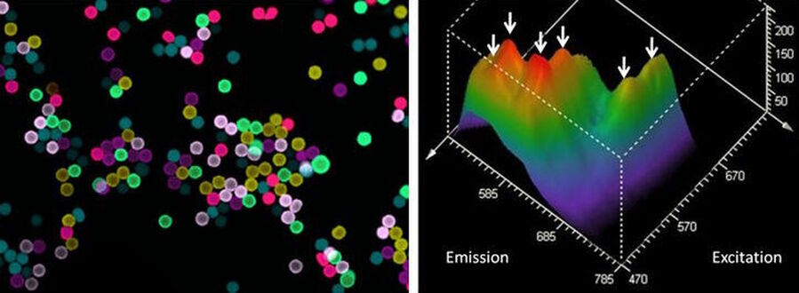 [Translate to chinese:] With the pulsed tunable white source of the Leica TCS SP8, excitation-emission correlation measurements are feasible. A mixture of 6 differently colored beads was recorded. Left: false-color projection of the beads recorded by an excitation-emission lambd