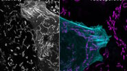 [Translate to chinese:] Lifetime-based multiplexing in live cells using TauSeparation. Mammalian cells expressing LifeAct-GFP (ibidi GmbH) and labelled with MitoTracker Green. Acquisition with one detector, intensity information shown in grey. The two markers can be separated using lifetime information: LifeAct-GFP (cyan), MitoTracker Green (magenta). Image acquired with STELLARIS 5.