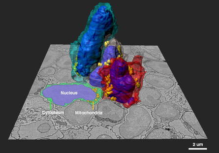 图5：通过阵列断层扫描采集到的小鼠淋巴细胞的3D图像重建。感谢奥地利克洛斯特新堡科技研究院（IST）提供的图片。