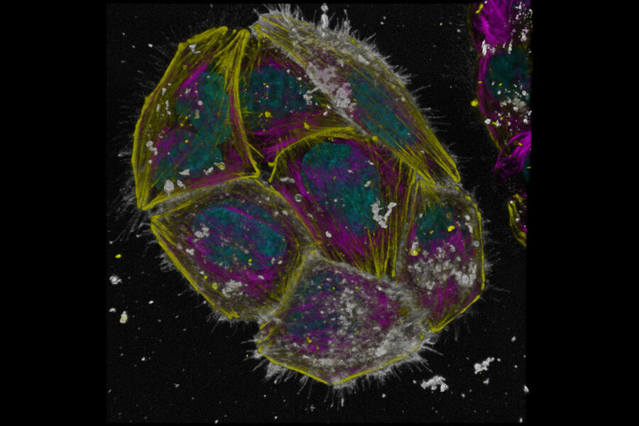 使用 STELLARIS 8 同时进行四色成像。活体 HeLa 细胞被标记，以识别细胞核（青色，Hoechst）、肌动蛋白（黄色，SPY555）、微管蛋白（洋红色，SPY650）和质膜（灰色，NIR750）。