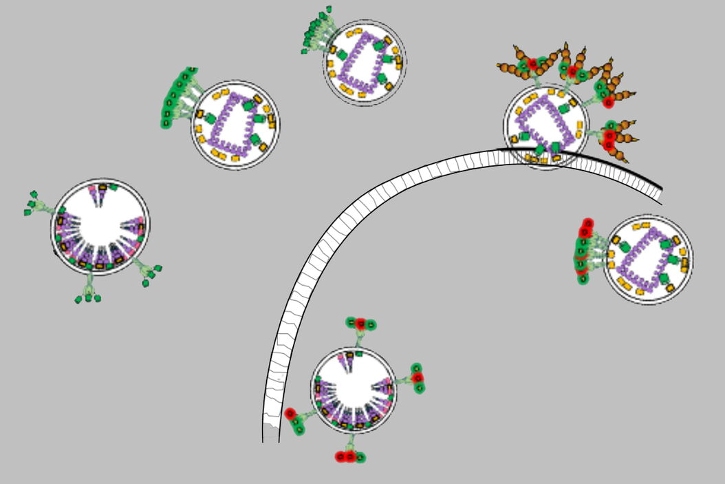 Diagram showing the structural conformations found from the FLIM phasor data. Diagram_of_HIV-1_particles_FLIM_phasor.jpg