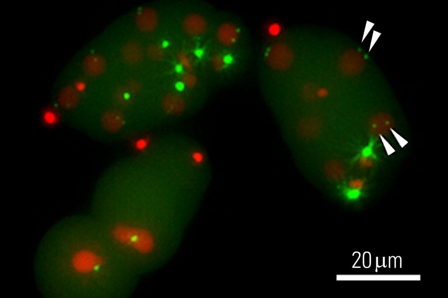 Cells from C. elegans expressing the fluorescent proteins SPD5-GFP indicating a centriole marker (green) and Histon 2B-Cherry indicating nuclei (red). The 2 pairs of centrioles in the interphase cells are marked with white arrows. The image is the maximum projection of a Z-stack after ICC (instant Computational Clearing) and SVCC (small volume Computational Clearing).