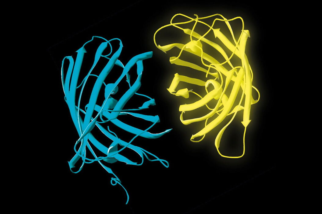 Donor (D) and acceptor (A) molecule which participate in FRET (Förster resonance energy transfer). Donor_and_acceptor_molecule_which_participate_in_FRET.jpg