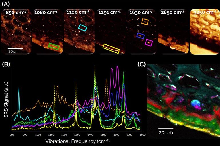 Visualización de la composición bioquímica endógena de una rebanada de manzana fresca y sin tratar. (A) Marcos representativos de una pila de imágenes espectroscópicas SRS. (B) Espectros SRS de las regiones de interés mostradas en (A). Amarillo: piel más externa que consiste en una fase cerúlea de ácidos grasos saturados de cadena larga. Verde, rojo: capas cuticulares internas hechas de ácidos grasos insaturados de cadena corta. Azul, magenta: compuestos polifenólicos. Cian: paredes celulares de polisacáridos. Naranja: pigmentos carotenoides. (C) Resultado de la separación espectral de 8 colores que muestra las estructuras bioquímicamente distintas.