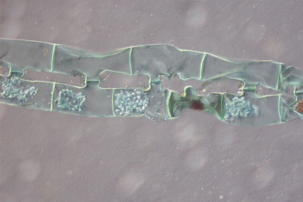 Spirogyra algae (Conjugation), Transmitted Light Differential Interference Contrast. Spirogyra_algae.jpg