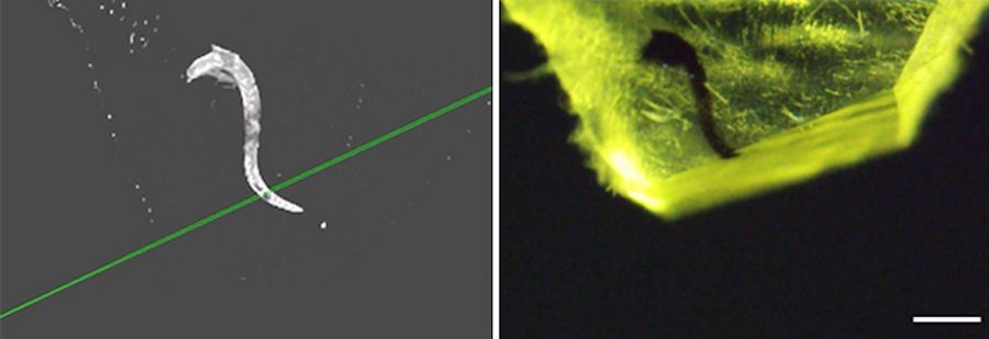 修整后交互界面显示与样品的并排对比视图。比例尺：500 µm。