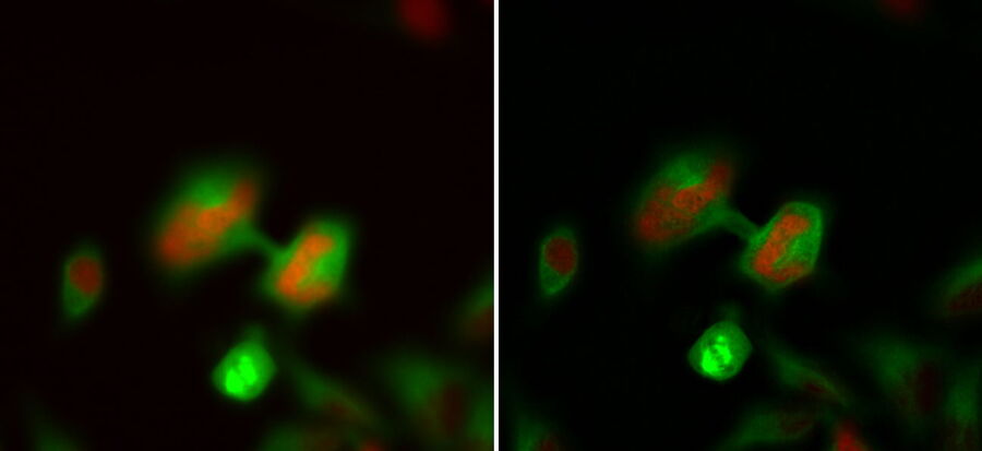 HeLa Kyoto 细胞（HKF1、H2B-mCherry、α-微管蛋白、mEGFP）。左图： ICC 和 LVCC 前 Z 叠的最大投影。右图： ICC 和 LVCC 后马赛克 Z 叠的最大投影。