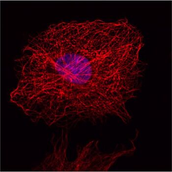 该图展示了成纤维细胞（COS-7）当中细胞微管网状结构的间接IF染色。