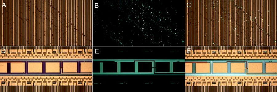 Images of the same area of a patterned wafer which were acquired with: A & D) brightfield illumination, B & E) fluorescence, and C & F) overlay of brightfield and fluorescence. Photoresist residue and contamination is clearly seen in the fluorescence and overlaid images.