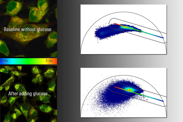 被培养的 HeLa 细胞用葡萄糖处理前后的 NADH 自体荧光。 左：使用 TauContrast 的定性结果。 右：使用 FALCON 中的相量图进行的定量分析。