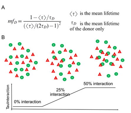 图一：TauInteraction原理图. A) mfD公式。详情请见Padilla-Parra S et al. Biophys J. 2008. B) 图示供体 (D, 绿色圆形) 和受体 (A, 红色三角)。TauInteraction可以基于mfD值描述相互作用的分子的百分比。
