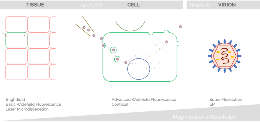 Viruses can be observed at different levels, from the entire tissue to a single virion. For this approach, a distinct magnification and resolution are necessary. As a result, researchers choose a microscopy technique that fits their needs.