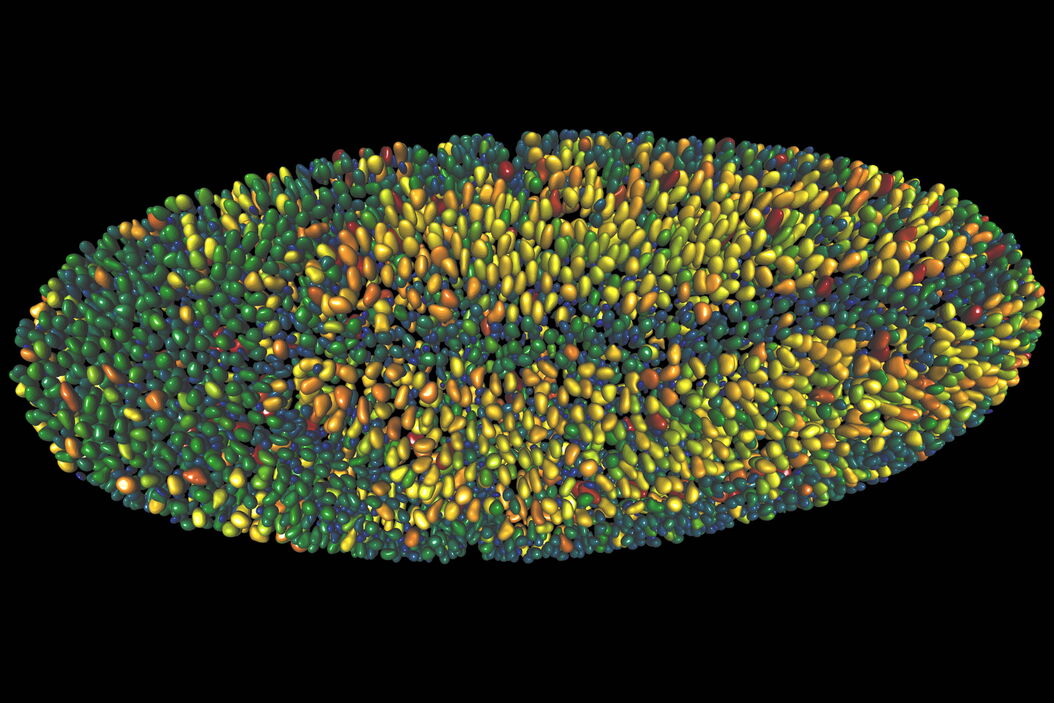 Single timepoint of a drosophilia embryo, 3D object detection Drosophila_Embryo_3D_Object_Detection_Color_by_Measure.jpg