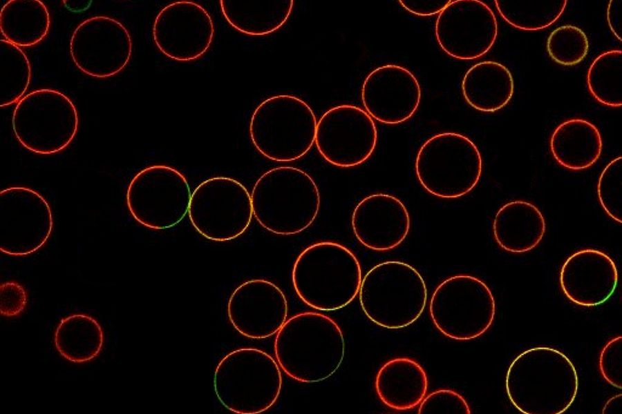 相分离的巨-单拉美柱状泡（赤道扫描），液相用 ATTO 488-DPE（绿色）标记，液相用 ATTO 647N-DOPE（红色）标记。 