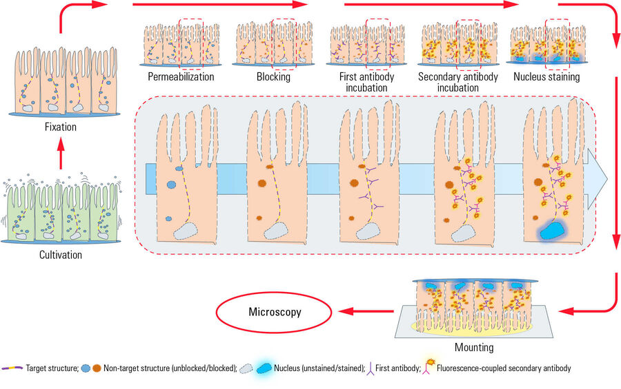 图中显示了间接免疫荧光的典型工作流程，上皮细胞粘附在盖玻片上生长。