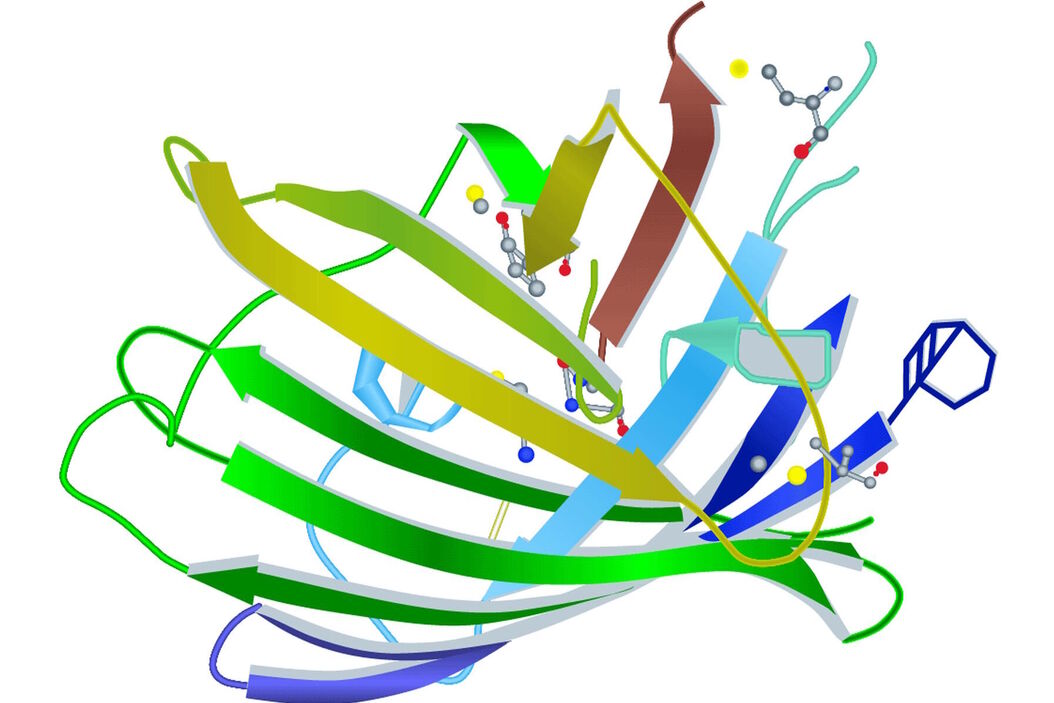 Molecular structure of the green fluorescent protein (GFP) Fluorescent-Proteins.jpg