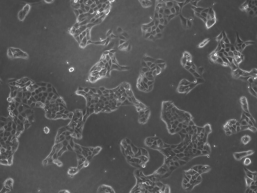 图5：MDCK细胞（一种极化细胞系，与其他细胞系一同用于病毒学研究）的明场图像。