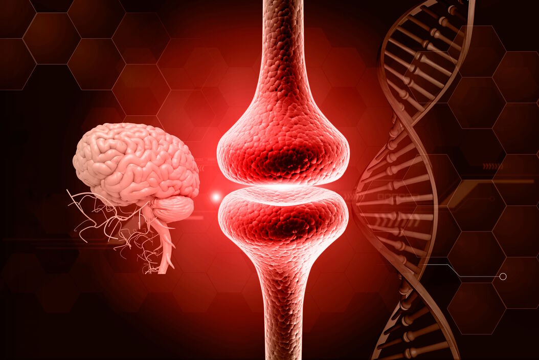 The role of extracellular signalling mechanisms in the correct development of the human brain The_role_of_extracellular_signalling_mechanisms_in_the_correct_development_of_the_human_brain.jpg