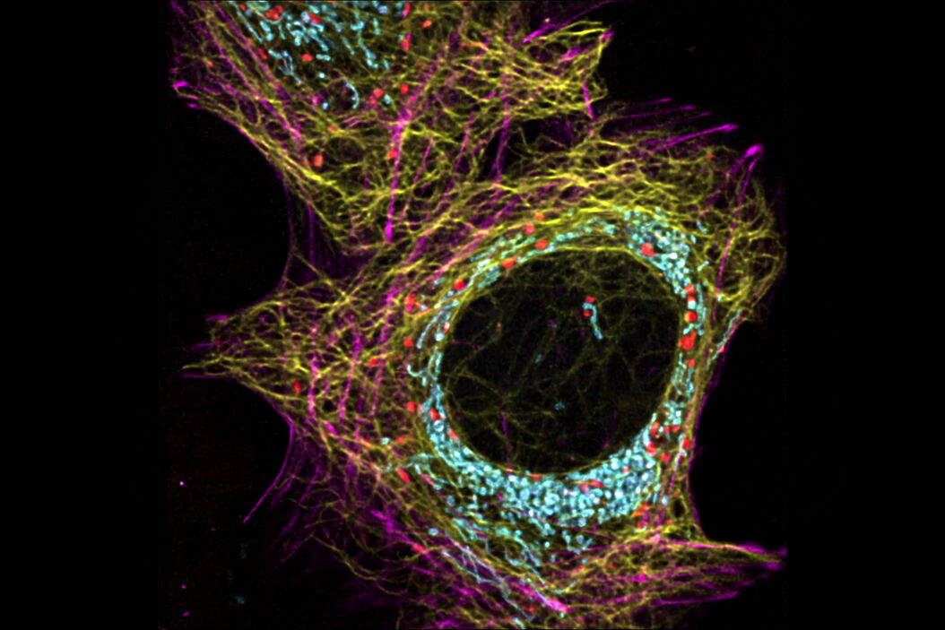 AiviaMotion: Truly simultaneous multicolor imaging of live cells (U2OS) in 3D How_Artificial_Intelligence_Enhances_Confocal_Imaging_teaser.jpg