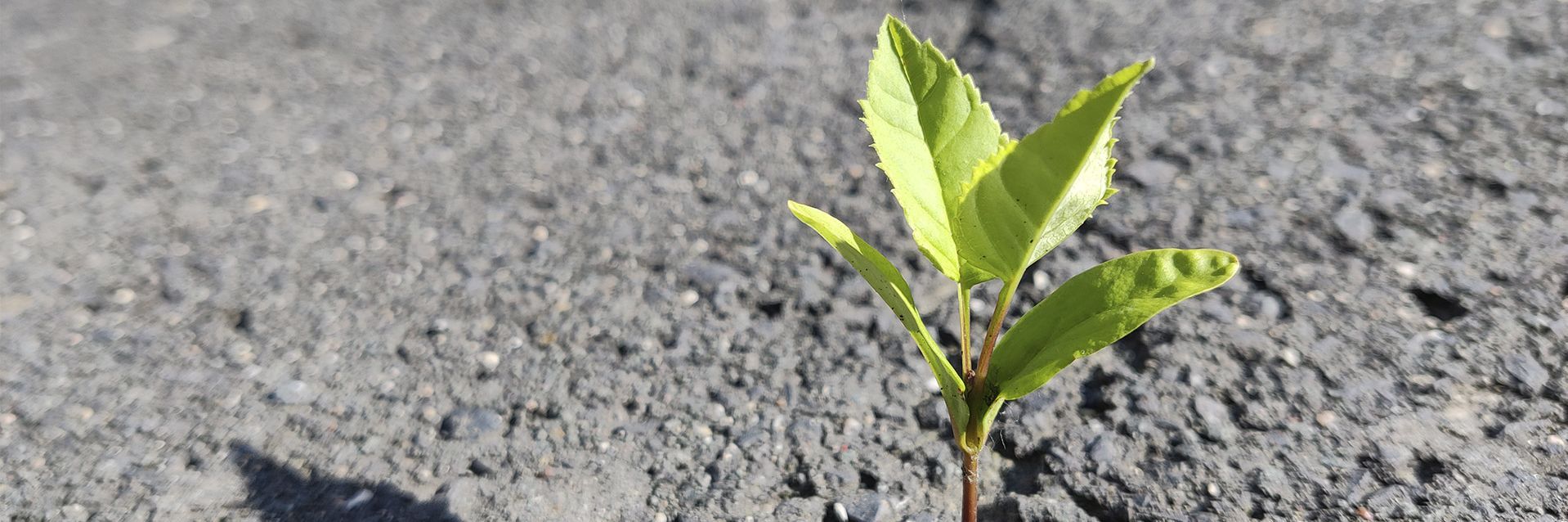 环境管理：植物生长