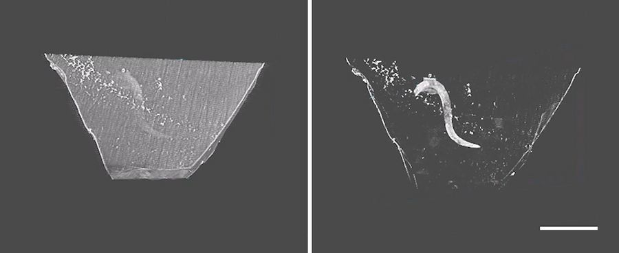 在 UC Enuity 的 3D Trim 模块中打开的 3D micro-CT 扫描数据。左图：以“块体”模式显示数据，展示样本块轮廓。右图：以“样本”模式显示标本，突出嵌入样本以便于定位。比例尺：500 μm。