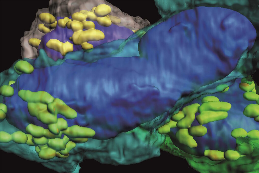 Array tomography image of T-cells in mouse lymph nodes. T-cells_in_mouse_lymph_nodes_array_tomography.jpg