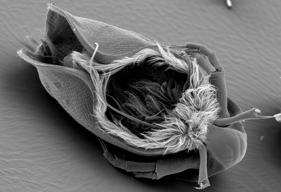 Critical point drying of Water flea with subsequent gold coating and SEM-Analysis to detect fine surface structures.