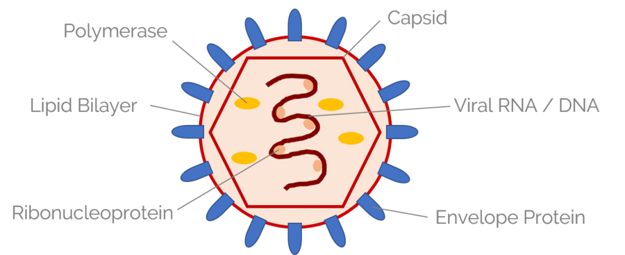 Typical components of a virion: proteins, e.g. Polymerase, nucleic acid (RNA or DNA), lipid bilayer (enveloped), envelope proteins, ribonucleoprotein, and a capsid.