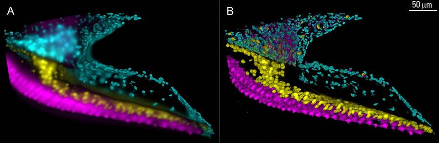 [Translate to chinese:] 3D image of a chicken cochlea tissue section taken with a THUNDER Imager Tissue shown before (A) and after LVCC (B) [4,5]. Image courtesy of Dr. Amanda Janesick, California, USA.
