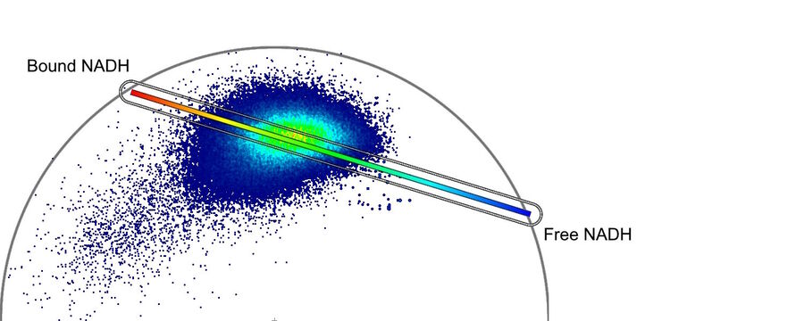  A phasor plot representing the metabolic trajectory between a state of pure unbound NADH and pure protein-bound NADH. The universal circle is the boundary of the phasor space formed by single exponential decays (ns) of pure fluorophores. Mixture exponential decays fall under that boundary.