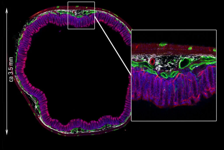 直径 3.5 mm 的肠道切片，用 RapidClear 透明化并用 Navigator 成像：黑白：SHG – 胶原蛋白；蓝色：Sytox Orange – 细胞核；绿色：Alexa 633 – 神经细胞；红色：Alexa 488 – 血管。由 SunJin 实验室提供。
