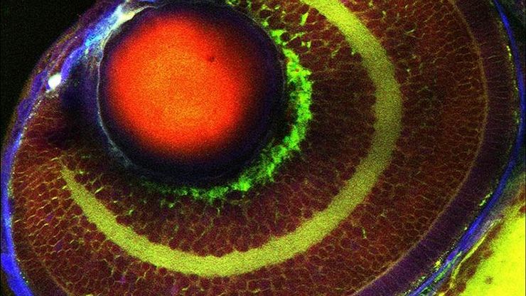 未标记的斑马鱼