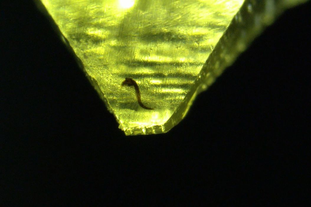 嵌入在Epon环氧树脂中的秀丽隐杆线虫，与四氧化锇对比。树脂块经手工预修整。 C_elegans_nematode_in_Epon_epoxy_resin.jpg