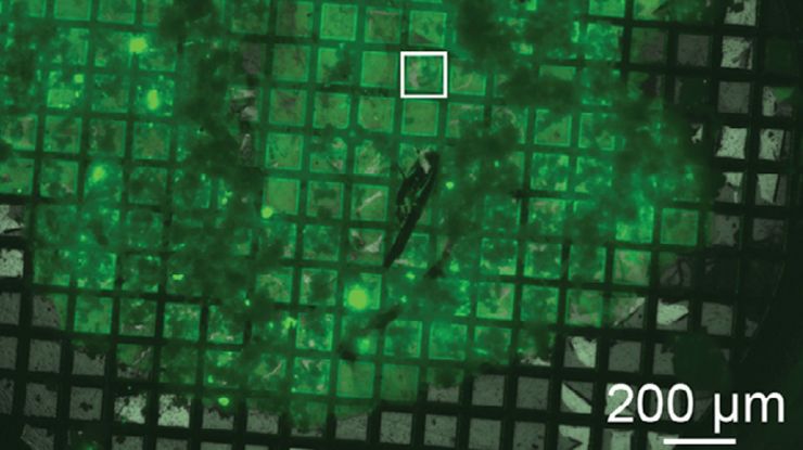 Mouse hippocampus brain slice on a grid after HPF; green fluorescence by PSD95-EGFP. Mouse hippocampus brain slice on a grid after HPF using the “Waffle Method”.