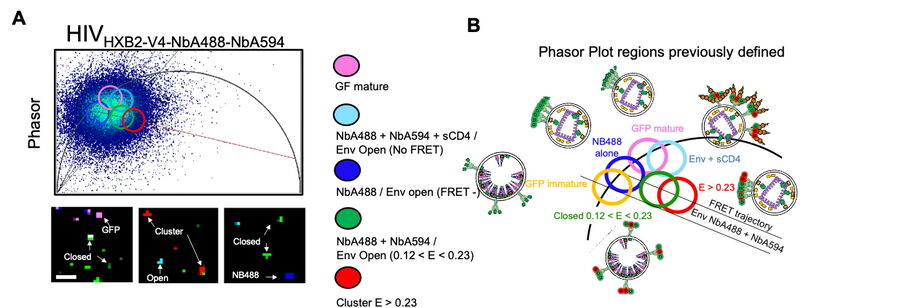  Two photon lifetime imaging of single HIV-1 particles